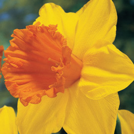 Trumpet Daffodil Orange Progress