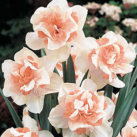 White Daffodil Plants For Sale