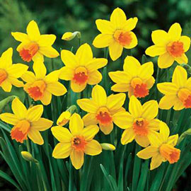 Cyclamineus Daffodil Jetfire