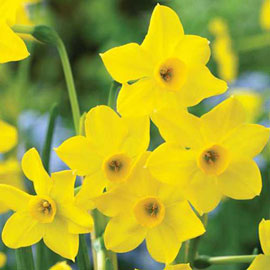 Jonquilla Daffodil Baby Boomer