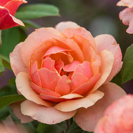 State of Grace<sup>™</sup> Grandiflora Rose