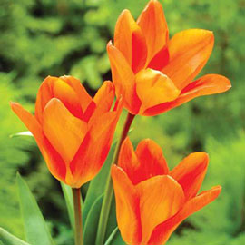 Fosteriana Tulip Orange Emperor