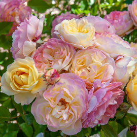 Life of the Party<sup>™</sup>  Floribunda Rose