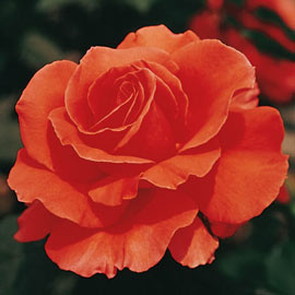 Tropical Lightning<sup>™</sup> Climbing Rose