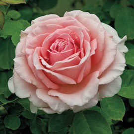 Pearly Gates<sup>™</sup> Climbing Rose 