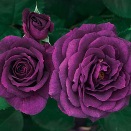 Ebb Tide<sup>™</sup> Floribunda Rose