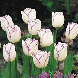 Triumph Tulip Shirley
