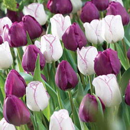 Triumph Tulip Purple Perfection Duo