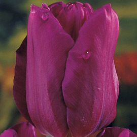 Triumph Tulip Passionale