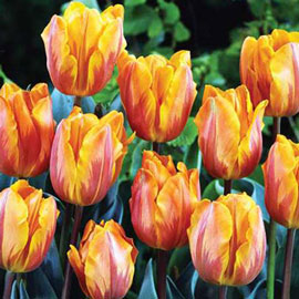 Triumph Tulip Princess Irene