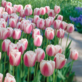 Darwin Hybrid Tulip Ollioules