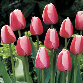 Darwin Hybrid Tulip Ollioules
