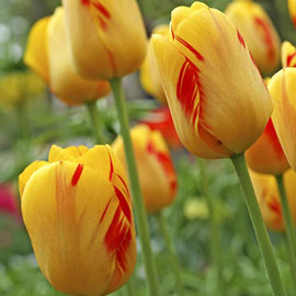 Darwin Hybrid Tulip Olympic Flame
