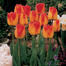 Darwin Hybrid Tulip Orange Queen