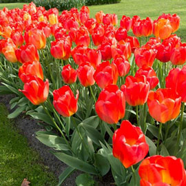 Darwin Hybrid Tulip Orange Queen