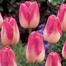 Late-Flowering Tulip Dreamland