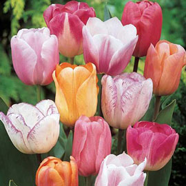 Pastel Mayflowering Tulip Mix