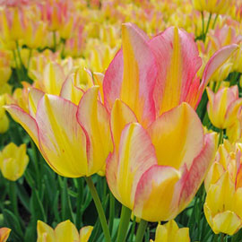Bouquet Tulip Antoinette
