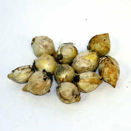 Allium caeruleum (azureum)