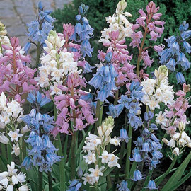 Hyacinthoides Hispanica Mix (Wood Hyacinths)