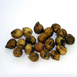Hyacinthoides Hispanica Mix (Wood Hyacinths)