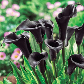 Free-Flowering Hybrid Calla Lily Odessa