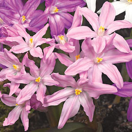 Chiondoxa luciliae 'Pink Giant'