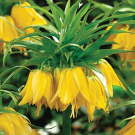Fritillaria imperialis lutea 'Maxima' (Yellow Crown)