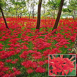 Lycoris radiata (Red Spider Lily)