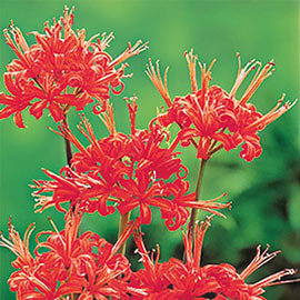 Red Spider Lily Bulbs (Lycoris radiata)