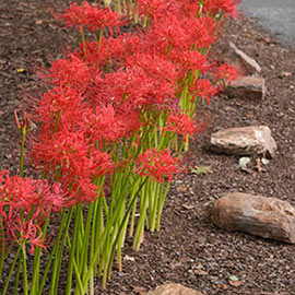 Red Spider Lily Bulbs (Lycoris radiata)