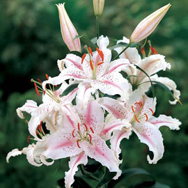 Oriental Dwarf Lily Muscadet