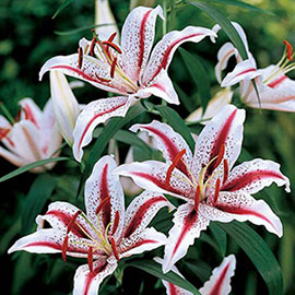 Oriental Lily Dizzy