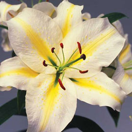 Oriental Lily Gold Band