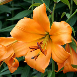 Trumpet Lily African Queen
