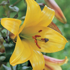 Trumpet Lily Golden Splendor