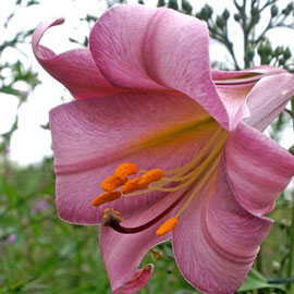 Trumpet Lily Pink Perfection