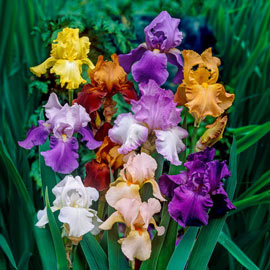 Reblooming German Iris Reblooming Mix