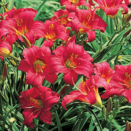 Daylily Little Business