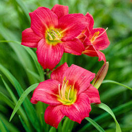 Daylily Little Business