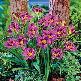 Daylily Purple D'Oro