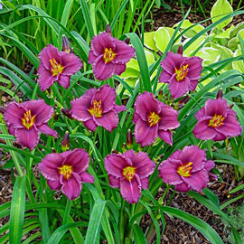 Daylily Purple D'Oro