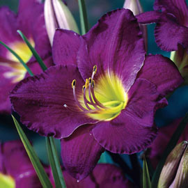 Daylily Purple D'Oro