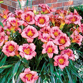 Daylily Strawberry Candy