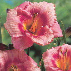 Daylily Strawberry Candy