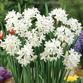 Paperwhite Narcissus Ziva