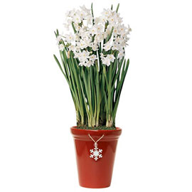 Paperwhite Narcissus Ziva