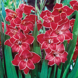 Hardy Gladiolus Bulbs
