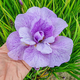 Double Siberian Iris Imperial Opal