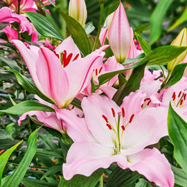Oriental Lily Hilux